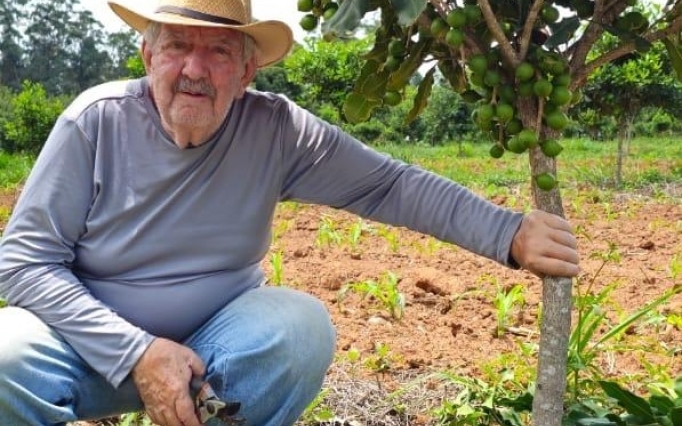 Engenheiro aposentado investe na produção de macadâmia