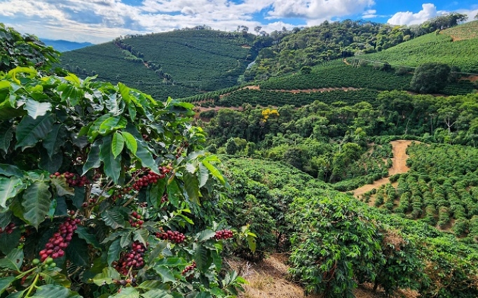 Minas Gerais é o maior produtor de café do país e um dos principais produtores de café arábica do mundo