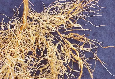 raizes de plantação de café