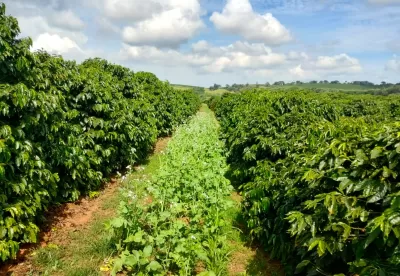 Foto de lavoura de café