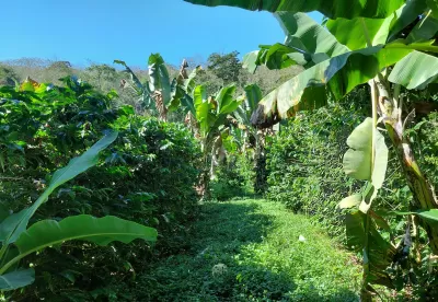 Imagem de plantio consorciado de banana e café