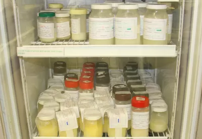 leites condicionados dentro de um freezer