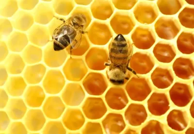 Foto de duas abelhas em um favo de mel.