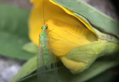 inseto em cima de uma flor
