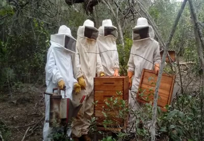 Quatro apicultores paramentados seguram caixas de abelhas e outros instrumentos de trabalho