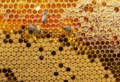 Foto mostra abelhas produzindo mel na colmeia