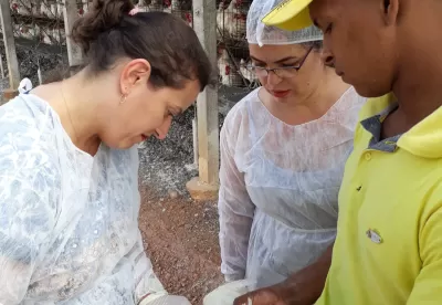 Duas servidoras do IMA, vestidas de toucas, luvas e jaleco descartáveis, acompanhadas de um homem vestido de camisa amarela, fazem coleta de material de uma ave com uma seringa, em uma granja