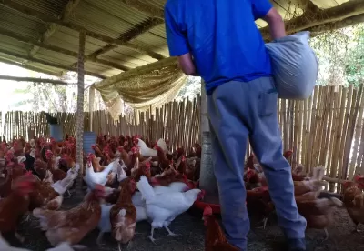 homem dentro de uma granja cheia de galinhas