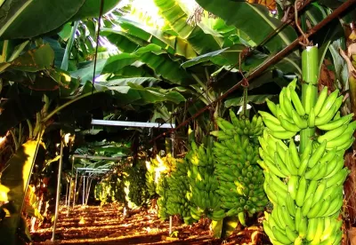Foto mostra cultivo comercial de banana no Norte de Minas