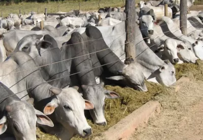 diversos bois dentro de uma cerca comendo capim