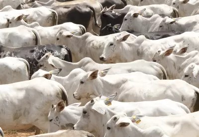 Foto de aglomeração de bovinos