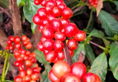 Foto de café Conilon em plano detalhe