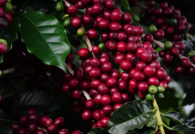 plantação de café