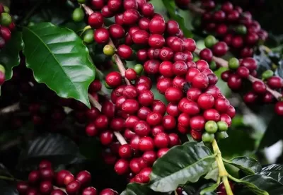 Pé de café carregado de grãos vermelhos