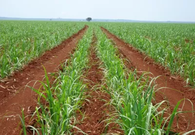 Foto de uma plantação de cana-de-açúcar com o horizonte ao fundo
