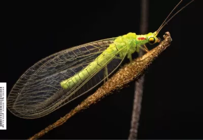 inseto pousado em primeiro plano