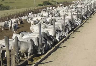 bois em confinamento comendo grama