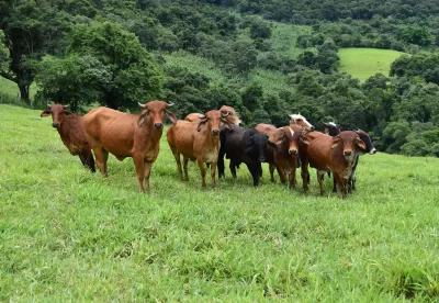 Rebanho bovino pasta ao ar livre em terreno montanhoso
