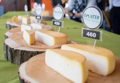 queijos expostos em cima da mesa