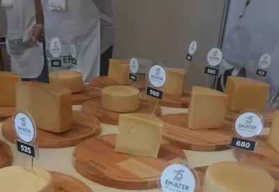 queijos em cima de uma mesa