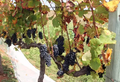 videiras de uvas