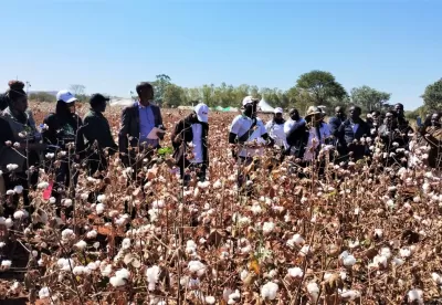 pessoas no meio da plantação de algodão
