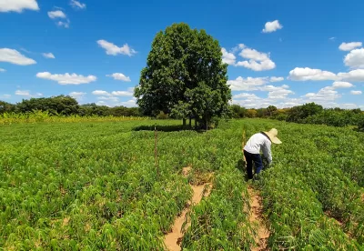 Agricultor familiar trabalha em plantação com uma árvore e céu azul ao fundo
