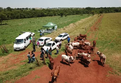 Imagem aérea de rebanho bovino