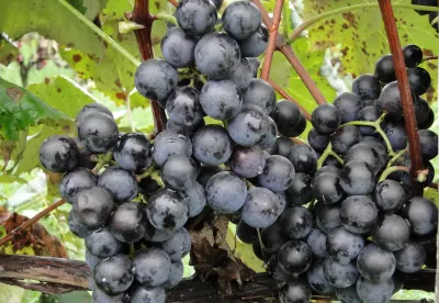 cacho de uvas