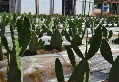 Imagem de palma forrageira