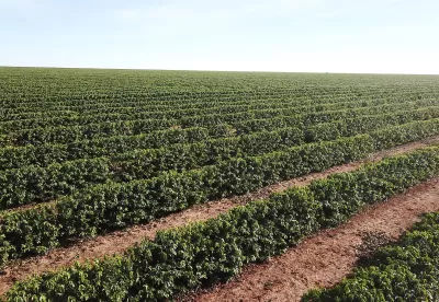 Foto de plantação de café no Cerrado Mineiro sob o céu azul
