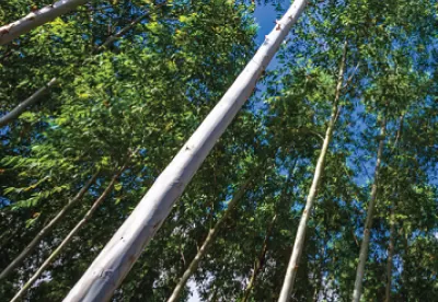 Foto mostra reflorestamento de eucalipto. Os produtos florestais, puxado pela celulose, vêm mantendo o ritmo aquecido das exportações do segmento