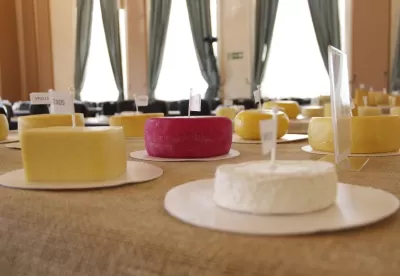 Diversos queijos com um número de inscrição sobre grande mesa. Ao centro, um queijo de casca vermelha.