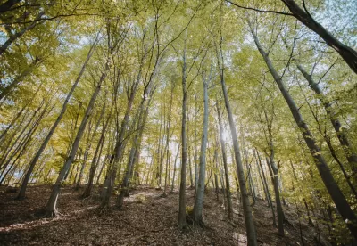 Foto de baixo ângulo de árvores altas em uma floresta plantada, sob a luz do sol.
