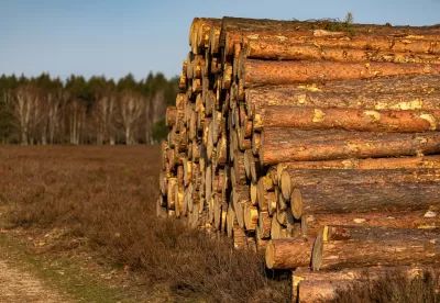 Fotografia de toras de madeira empilhadas em primeiro plano com floresta de eucalipto ao fundo