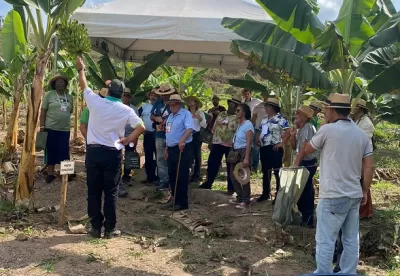 Foto mostra Dia de Campo sobre cultivo de banana, reunindo produtores e técnicos da Emater-MG