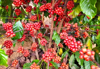 plantação de café com os tons avermelhados