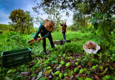 Dois funcionários colhem abacates em plantação.