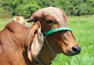 Foto de gado da Epamig
