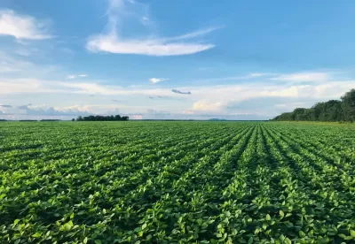 grande plantação verde com céu azul acima