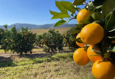 plantação de tangerina