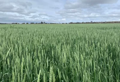 plantação de trigo