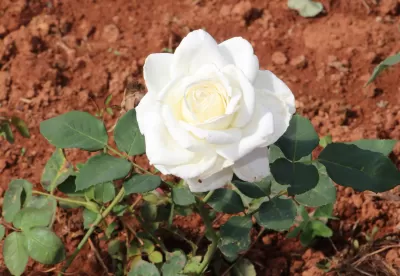 flor branca no centro da imagem com suas folhas verdes e o fundo com terra marrom