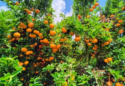 Pé de laranja carregado