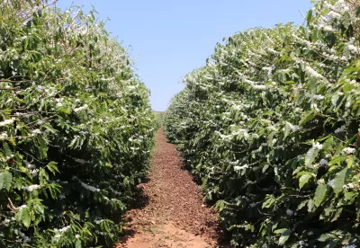 imagem de um cafezal