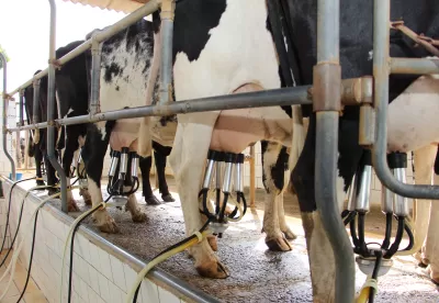 aparelho sugando leite das tetas de vacas