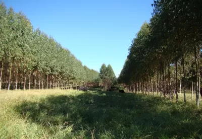 Imagem da tecnologia de integração Lavoura Pecuária e Floresta - ILPF
