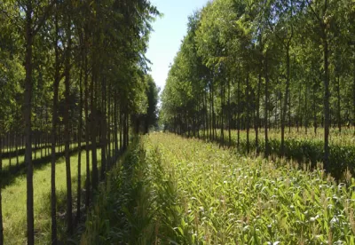 várias arvores e mato verde por toda a imagem