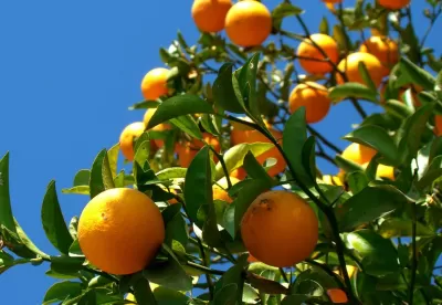 plantação de laranja