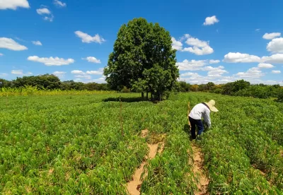 lavrador no meio de uma plantação